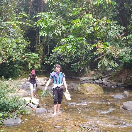 Pongo Guest House & Jungle Trekking Bukit Lawang Extérieur photo