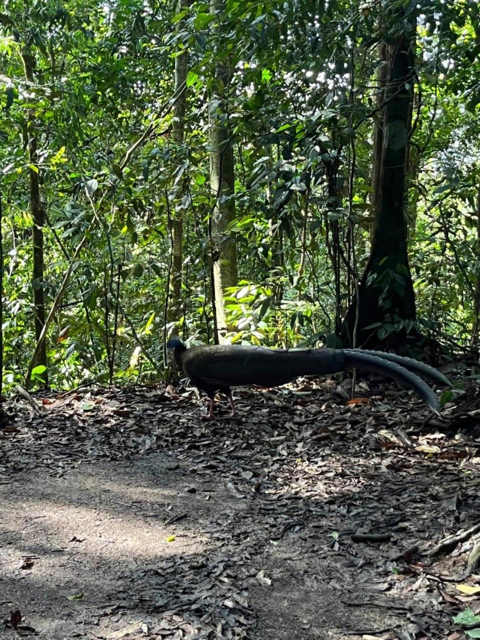 Pongo Guest House & Jungle Trekking Bukit Lawang Extérieur photo