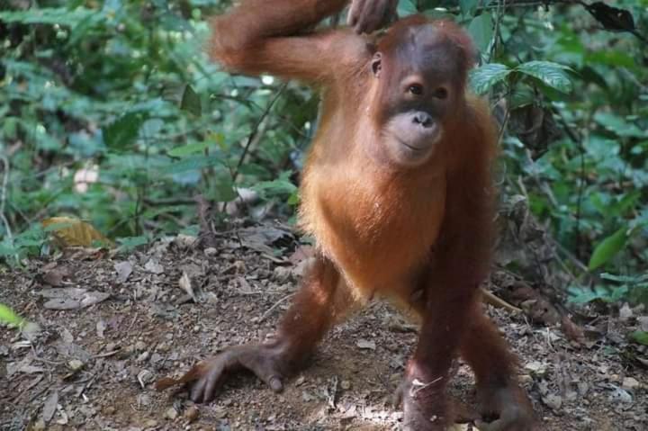 Pongo Guest House & Jungle Trekking Bukit Lawang Extérieur photo