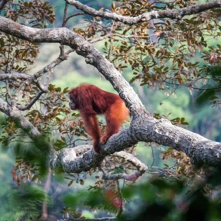 Pongo Guest House & Jungle Trekking Bukit Lawang Extérieur photo