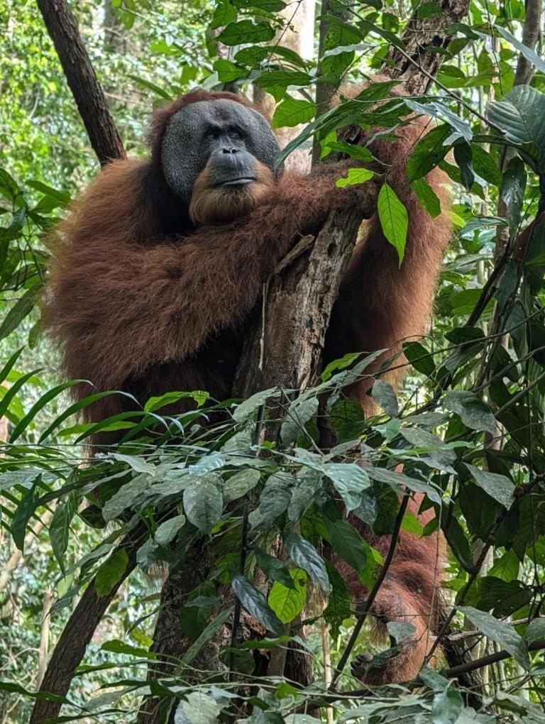 Pongo Guest House & Jungle Trekking Bukit Lawang Extérieur photo