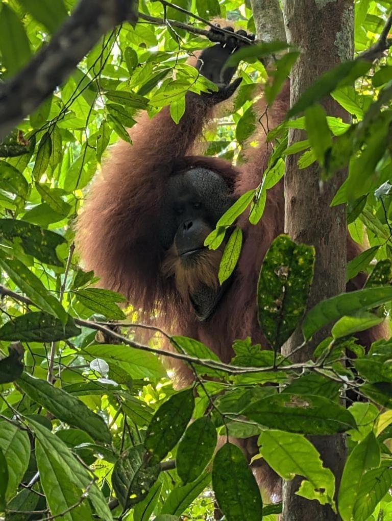 Pongo Guest House & Jungle Trekking Bukit Lawang Extérieur photo