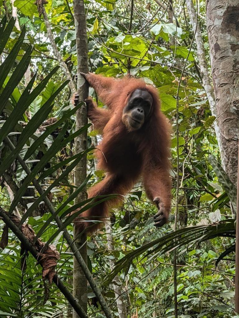 Pongo Guest House & Jungle Trekking Bukit Lawang Extérieur photo